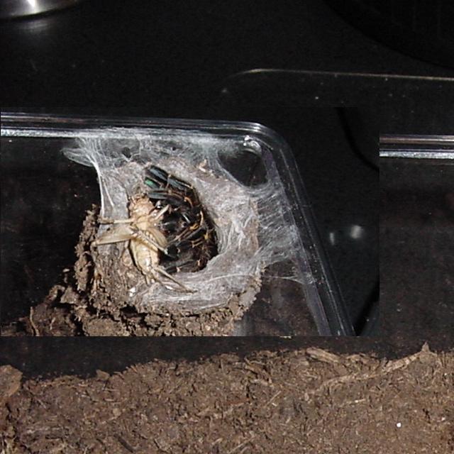 Ephebopus Murinus