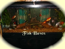 Fish Haven
