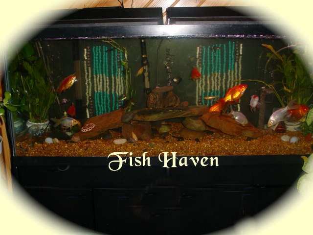 Fish Haven