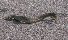 Saved in South Dakota