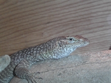 Freckled monitor