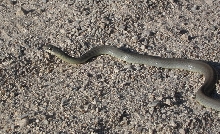Idaho racer