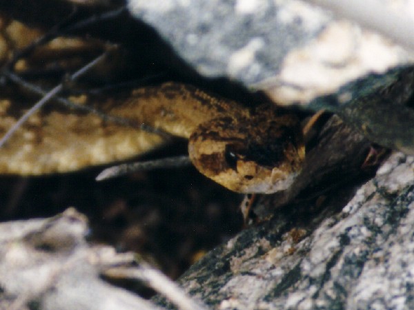 Arizona Black-tailed