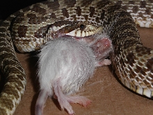 Hog eats mouse