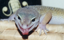 Leo
