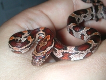 Male Abbott's Okeetee