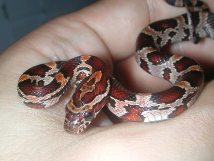 Male Abbott's Okeetee