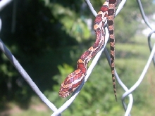 Male Abbott's Okeetee