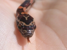 Female Abbott's Okeetee close-up