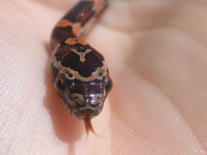 Female Abbott's Okeetee close-up