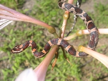 Female Abbott's Okeetee