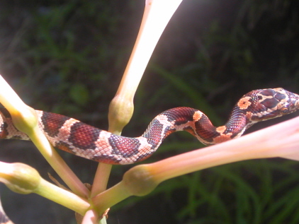 Female Abbott's Okeetee
