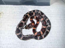 abbott's okeetee female