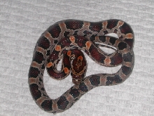 abbott's okeetee male