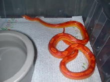 sunglow motley