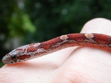 Bloodred male