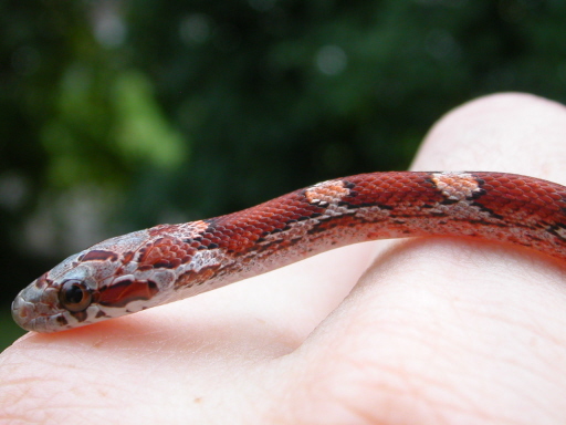 Bloodred male