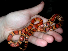 post shed okeetee