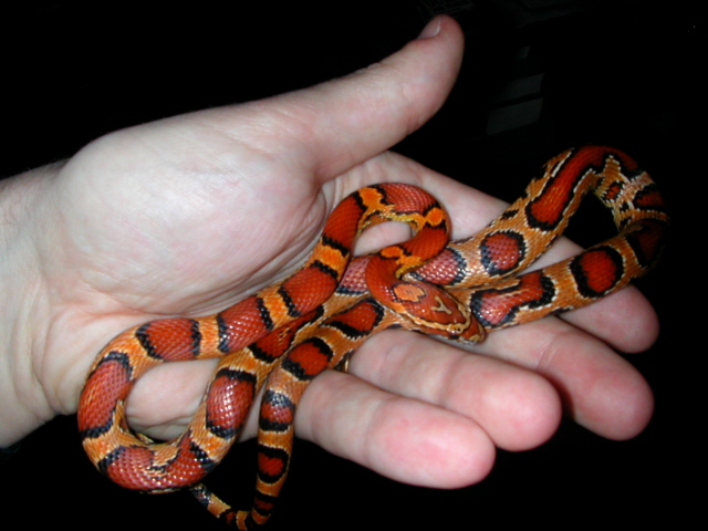 post shed okeetee