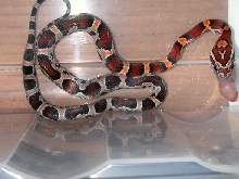 okeetee eating