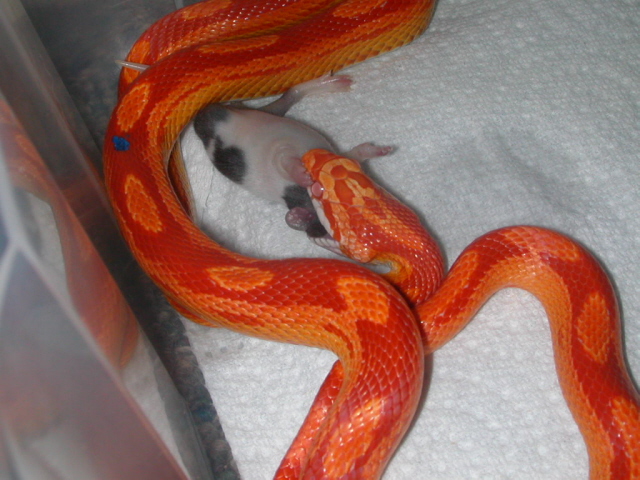 Sunglow Motley