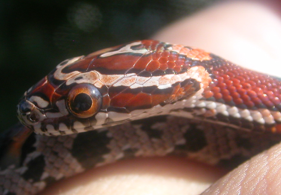 abbott's closeup