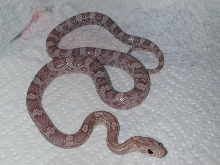 lavender corn