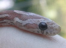 Lavender Closeup