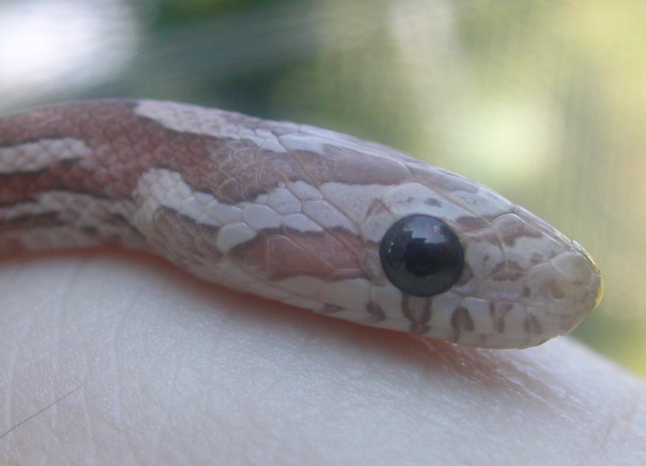 Lavender Closeup