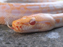 a handsome fellow