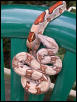 boa constrictor