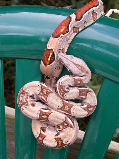 boa constrictor
