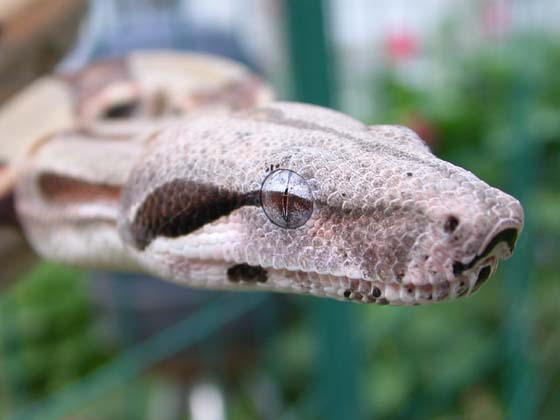 close up