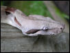 boa constrictor