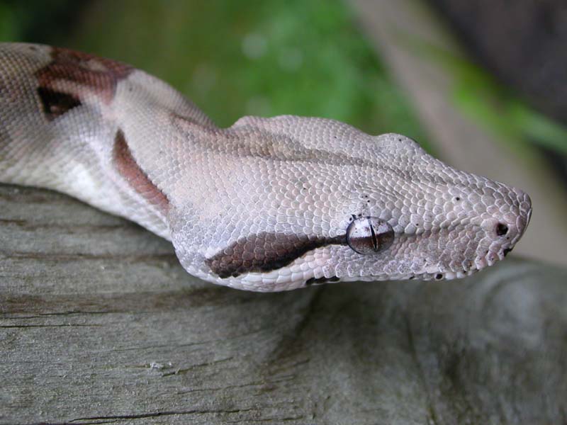 boa constrictor