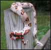 boa constrictor