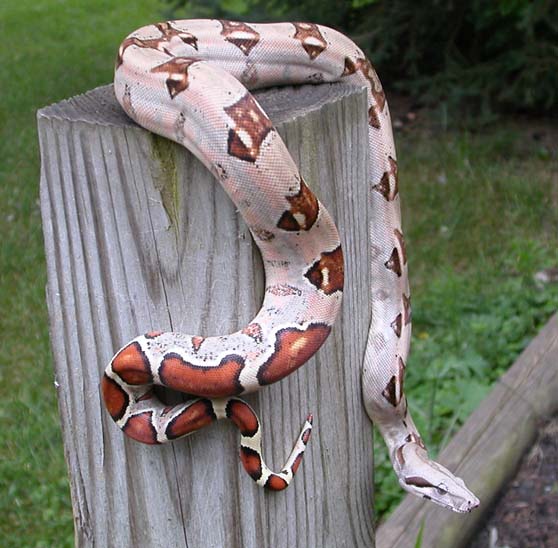 boa constrictor