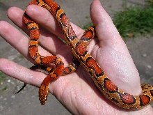 abbott's okeetee at 1 year
