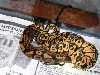 Graziani pastel male