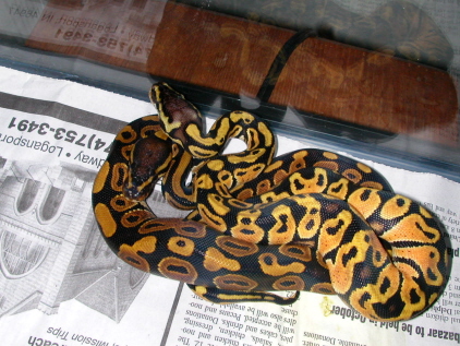 Graziani pastel male