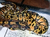 Graziani pastel male