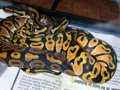 Graziani pastel male