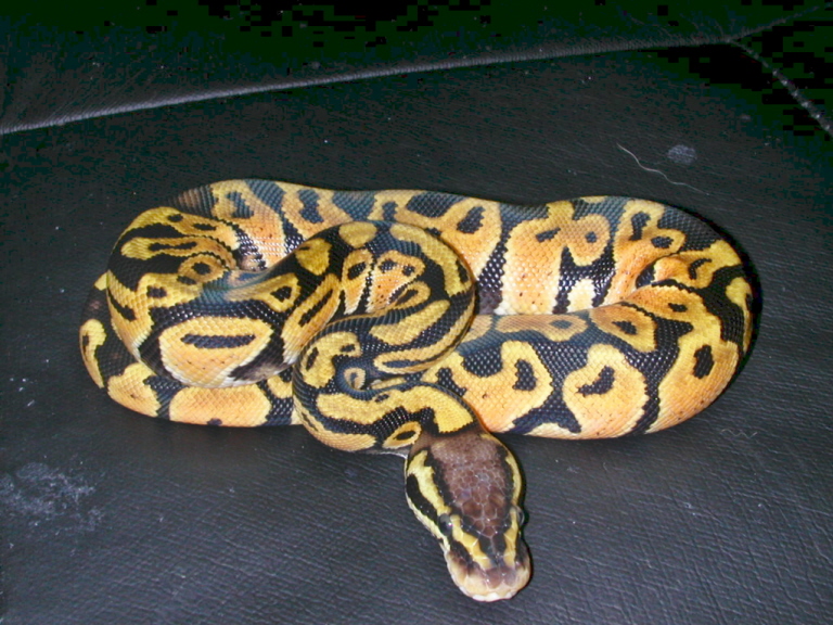 Pastel