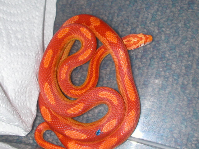 Motley Sunglow