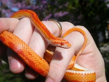 Motley Sunglow