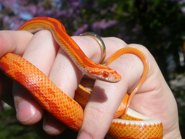 Motley Sunglow