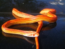 Motley Sunglow