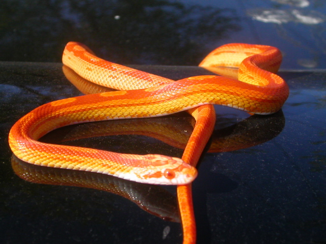Motley Sunglow