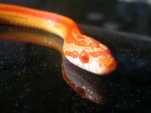 Motley Sunglow