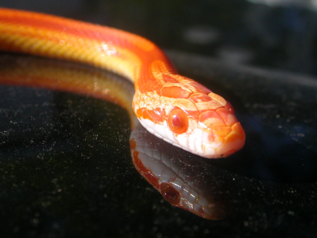Motley Sunglow
